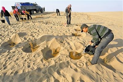 八步沙今又造林 八步沙今又造林