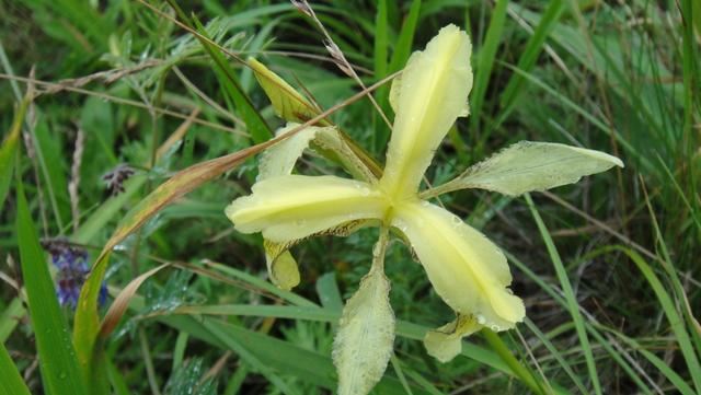 （大美秦岭） 秦岭兰花，中华极品