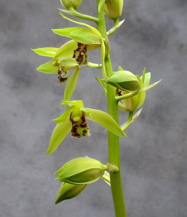 （大美秦岭） 秦岭兰花，中华极品