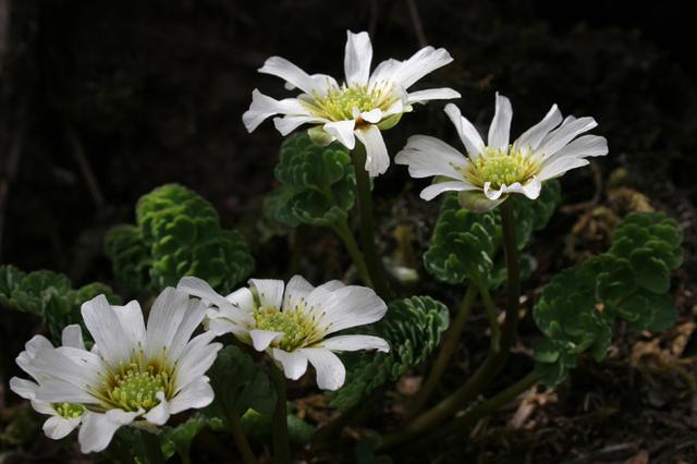 （大美秦岭） 秦岭兰花，中华极品