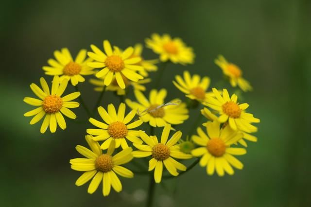 （大美秦岭） 秦岭兰花，中华极品