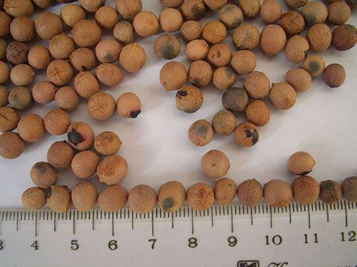 [树木传奇]檀香，黄金之树余香袅袅