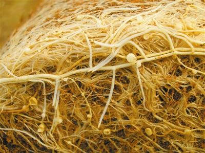 [树木传奇]檀香，黄金之树余香袅袅