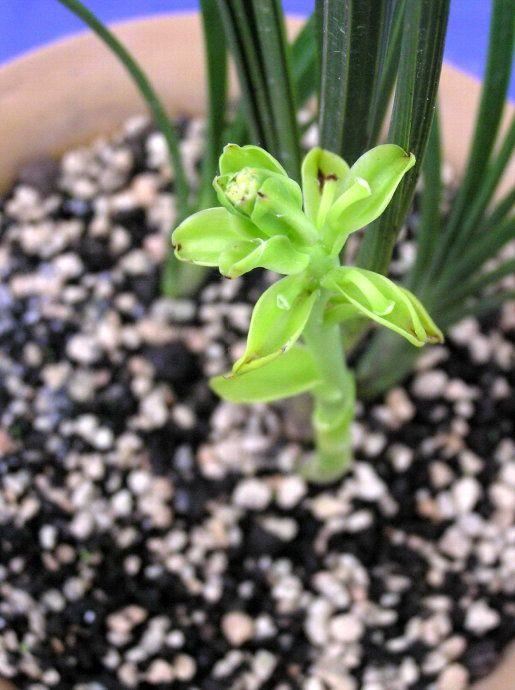 （大美秦岭） 秦岭兰花，中华极品