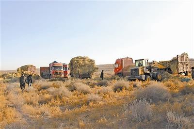 八步沙今又造林 八步沙今又造林