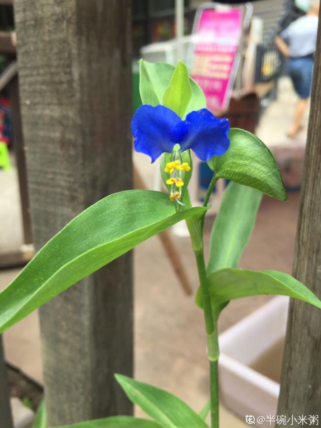 40种小野花，春天开得正美，挖几棵回家，不用买花了！