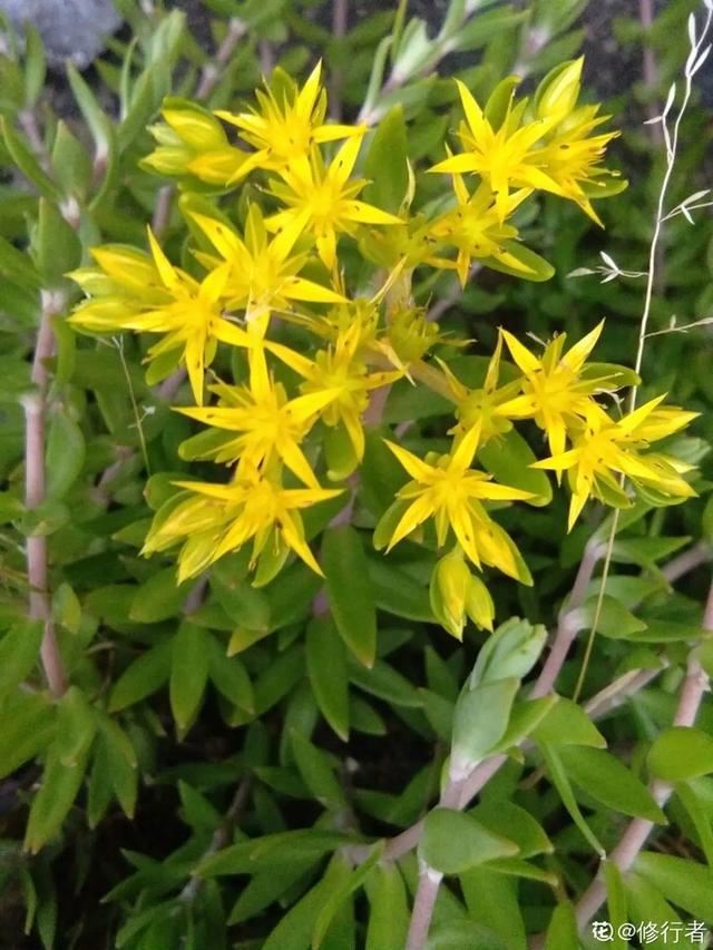 40种小野花，春天开得正美，挖几棵回家，不用买花了！