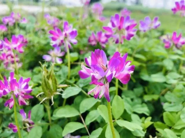 40种小野花，春天开得正美，挖几棵回家，不用买花了！