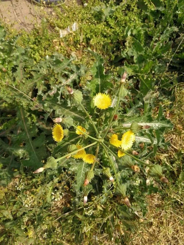 40种小野花，春天开得正美，挖几棵回家，不用买花了！