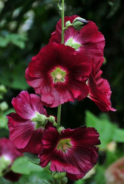 小时候经常玩的4种花，农村遍地都是，名字土开花却很美