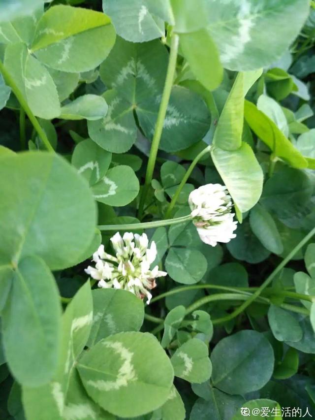 40种小野花，春天开得正美，挖几棵回家，不用买花了！