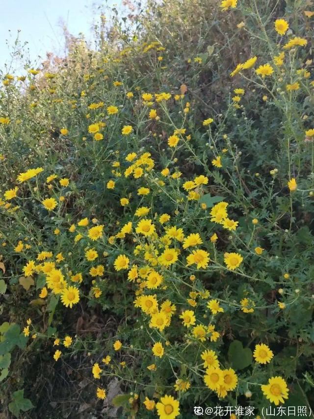 40种小野花，春天开得正美，挖几棵回家，不用买花了！