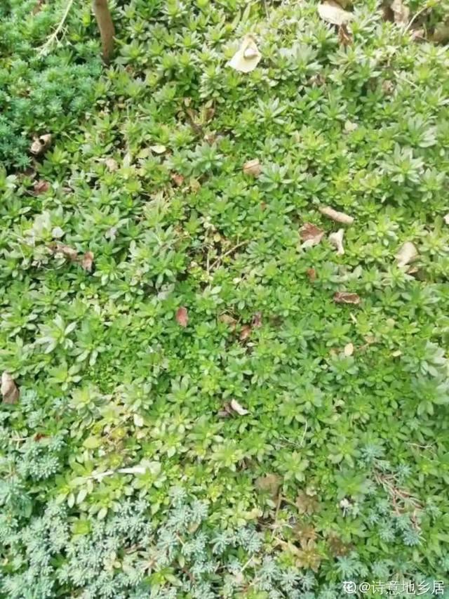 40种小野花，春天开得正美，挖几棵回家，不用买花了！