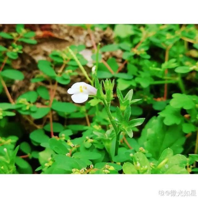 40种小野花，春天开得正美，挖几棵回家，不用买花了！