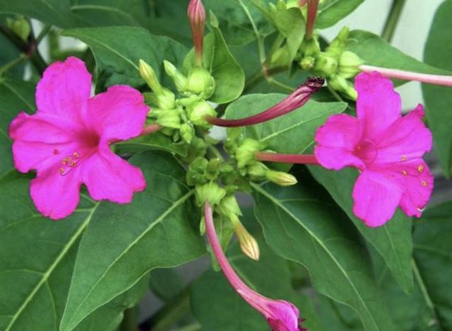 山坡小路旁，1种“紫茉莉”长得旺盛，请勿当成野草拔掉，值钱