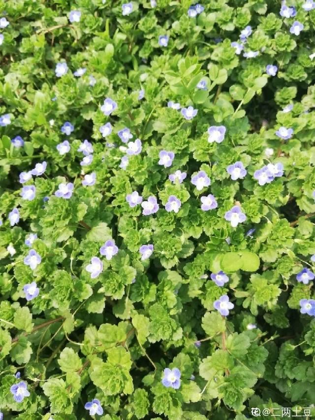 40种小野花，春天开得正美，挖几棵回家，不用买花了！