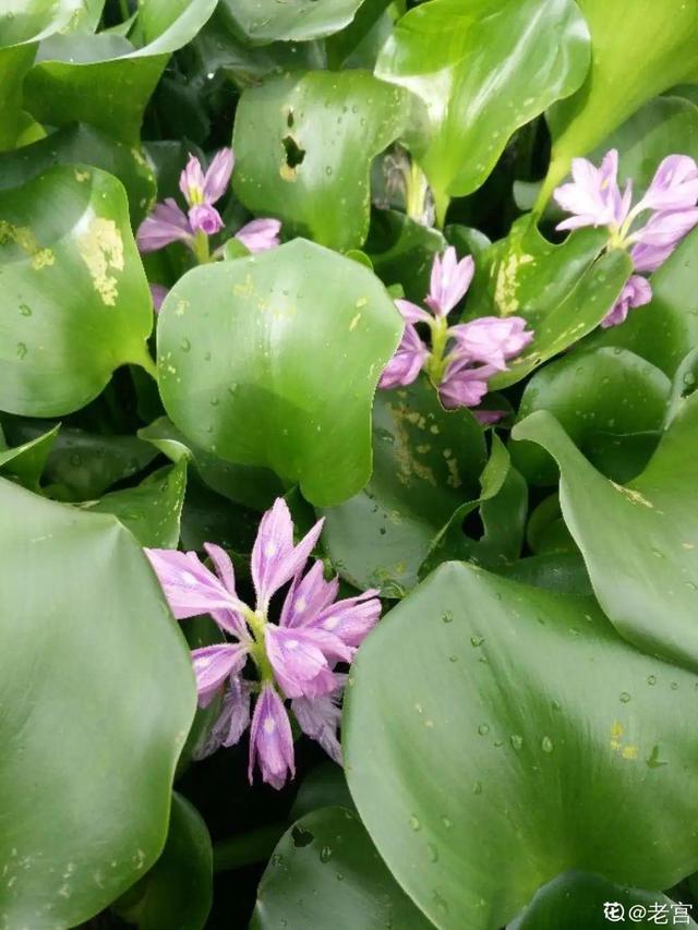 40种小野花，春天开得正美，挖几棵回家，不用买花了！