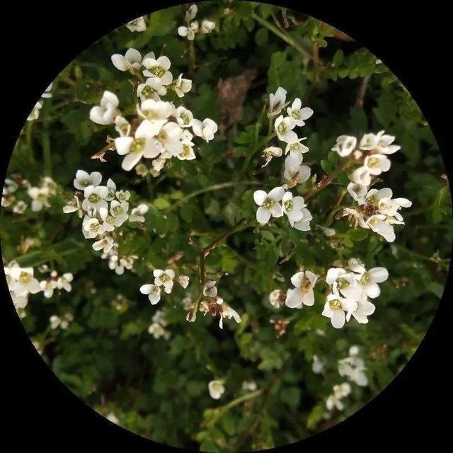 40种小野花，春天开得正美，挖几棵回家，不用买花了！