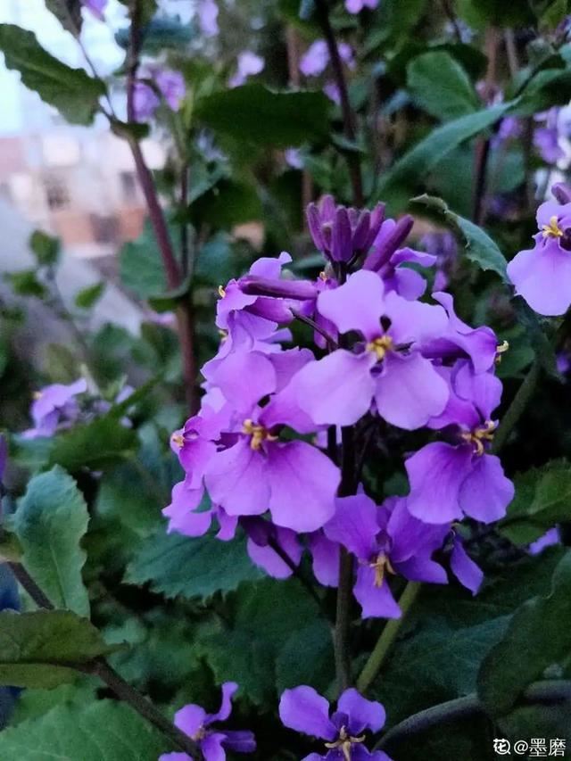 40种小野花，春天开得正美，挖几棵回家，不用买花了！