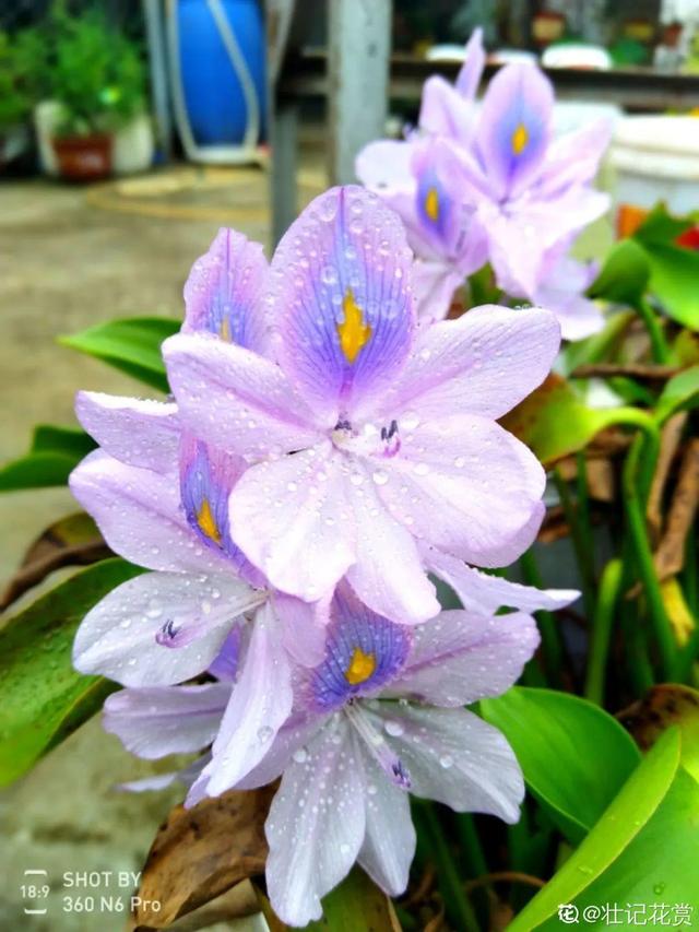 40种小野花，春天开得正美，挖几棵回家，不用买花了！