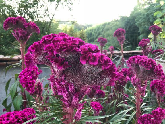 小时候经常玩的4种花，农村遍地都是，名字土开花却很美