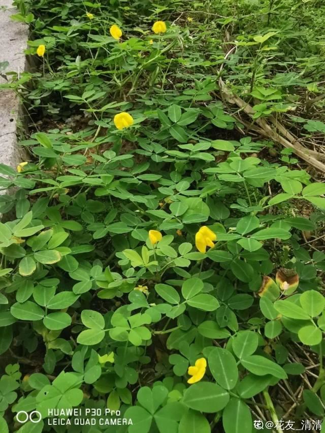 40种小野花，春天开得正美，挖几棵回家，不用买花了！