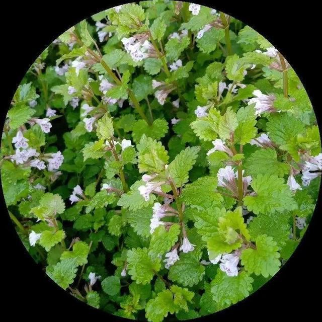 40种小野花，春天开得正美，挖几棵回家，不用买花了！