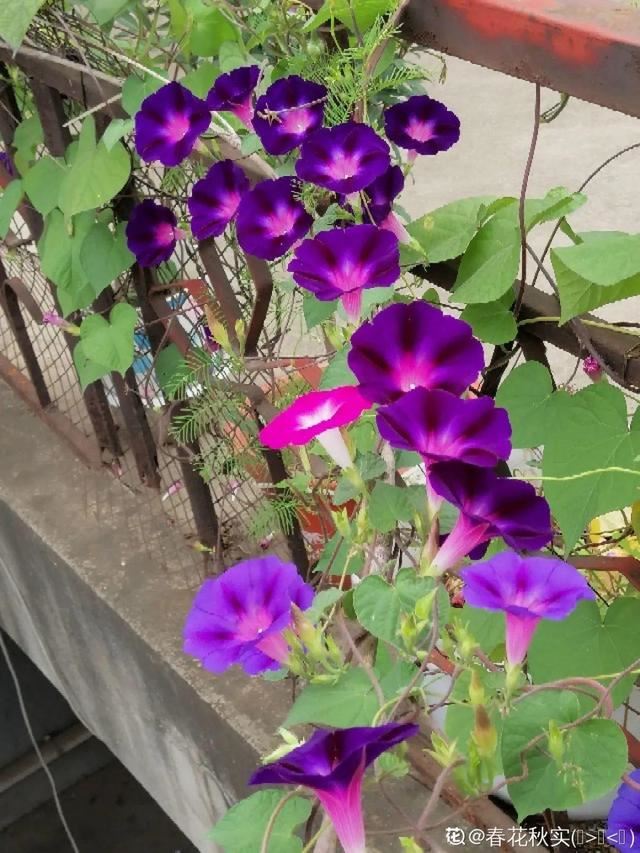 40种小野花，春天开得正美，挖几棵回家，不用买花了！