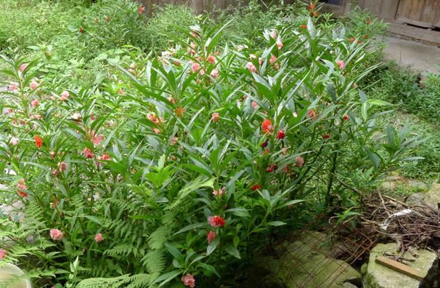 小时候经常玩的4种花，农村遍地都是，名字土开花却很美