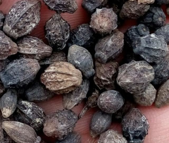 山坡小路旁，1种“紫茉莉”长得旺盛，请勿当成野草拔掉，值钱