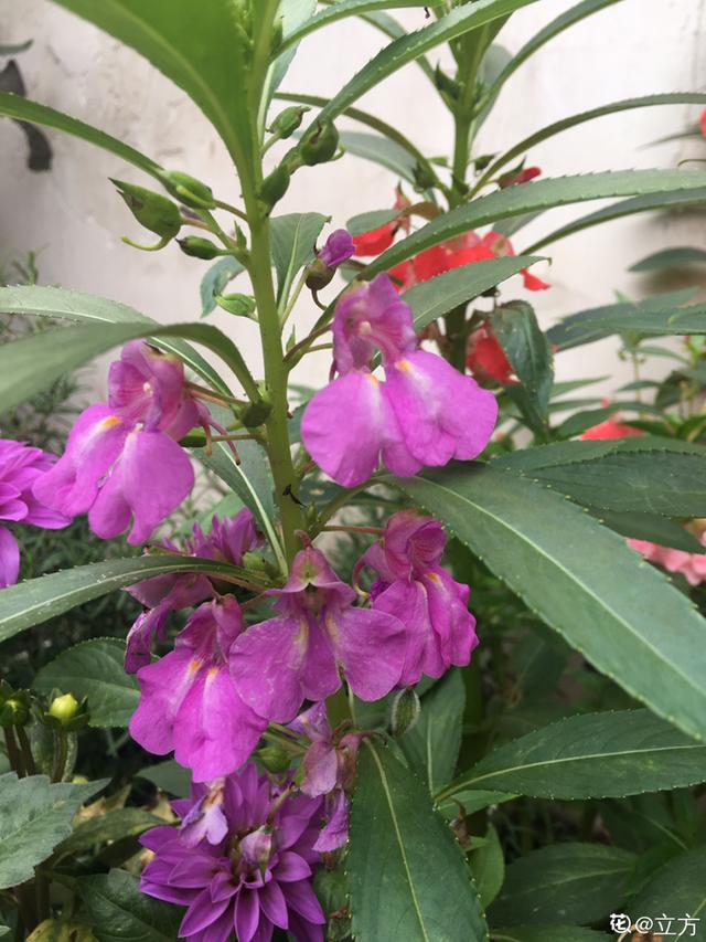 40种小野花，春天开得正美，挖几棵回家，不用买花了！