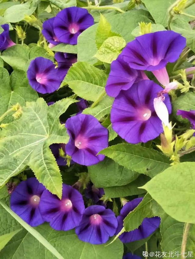 40种小野花，春天开得正美，挖几棵回家，不用买花了！