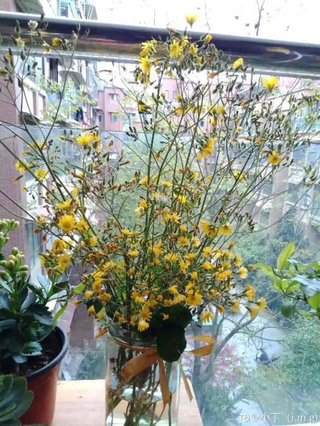 40种小野花，春天开得正美，挖几棵回家，不用买花了！