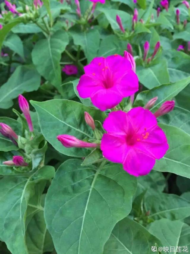 40种小野花，春天开得正美，挖几棵回家，不用买花了！