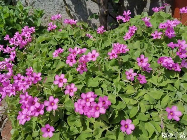 40种小野花，春天开得正美，挖几棵回家，不用买花了！