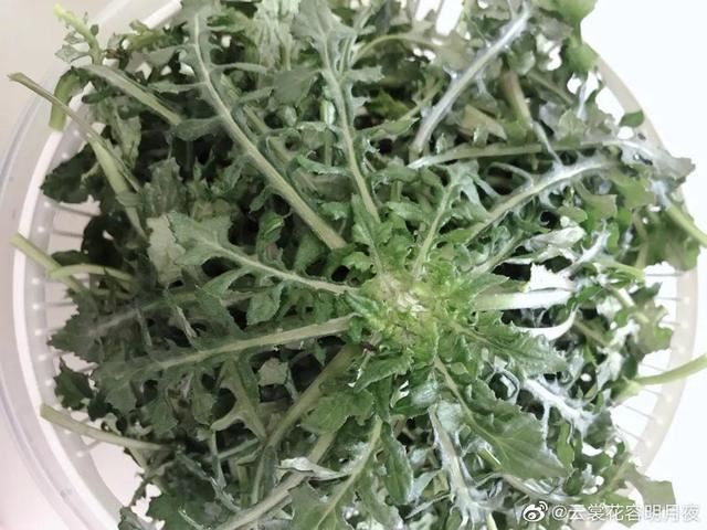 40种小野花，春天开得正美，挖几棵回家，不用买花了！