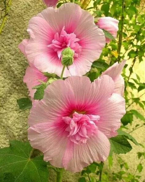 小时候经常玩的4种花，农村遍地都是，名字土开花却很美