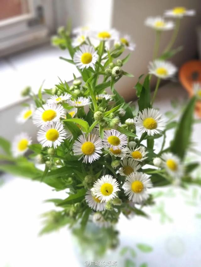 40种小野花，春天开得正美，挖几棵回家，不用买花了！