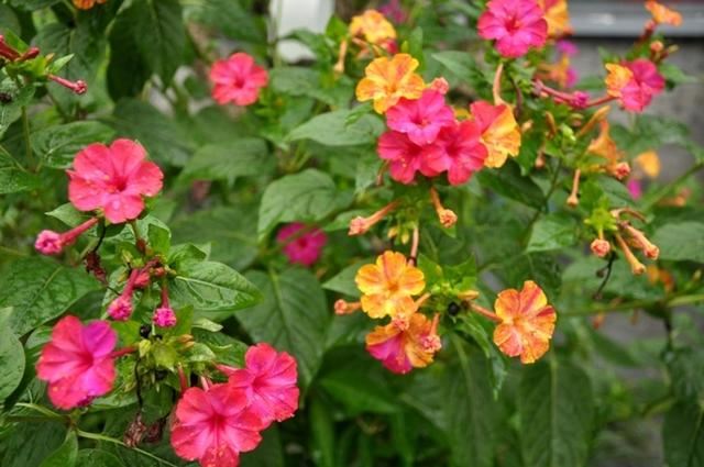 小时候经常玩的4种花，农村遍地都是，名字土开花却很美