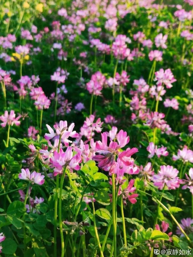 40种小野花，春天开得正美，挖几棵回家，不用买花了！