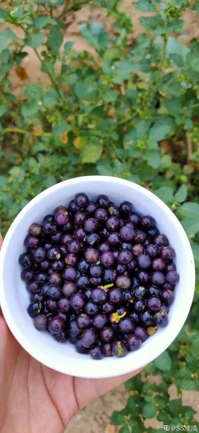 40种小野花，春天开得正美，挖几棵回家，不用买花了！