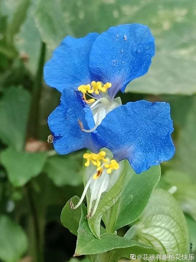 40种小野花，春天开得正美，挖几棵回家，不用买花了！