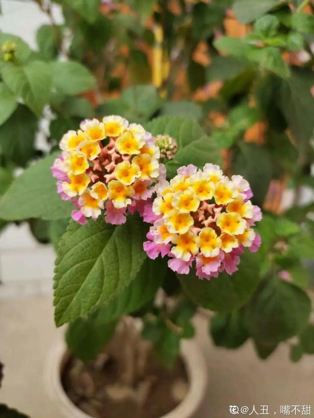 40种小野花，春天开得正美，挖几棵回家，不用买花了！