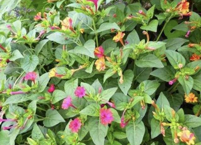 山坡小路旁，1种“紫茉莉”长得旺盛，请勿当成野草拔掉，值钱