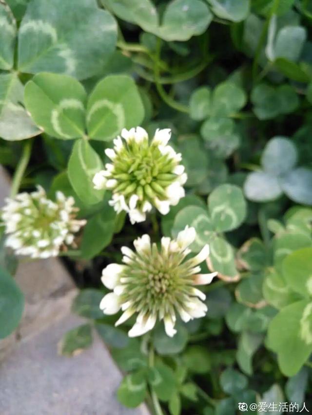 40种小野花，春天开得正美，挖几棵回家，不用买花了！