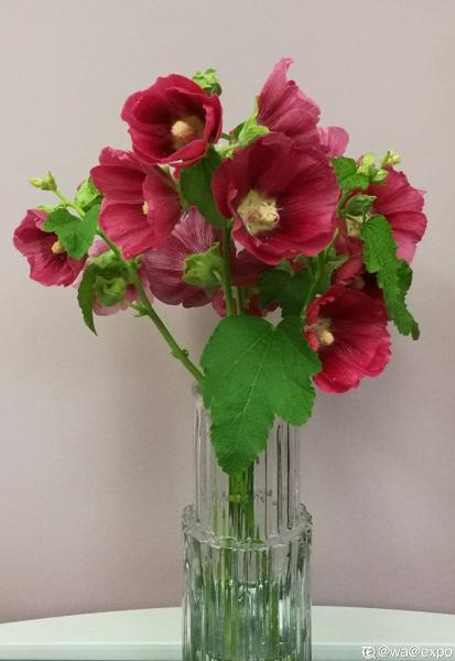 小时候经常玩的4种花，农村遍地都是，名字土开花却很美