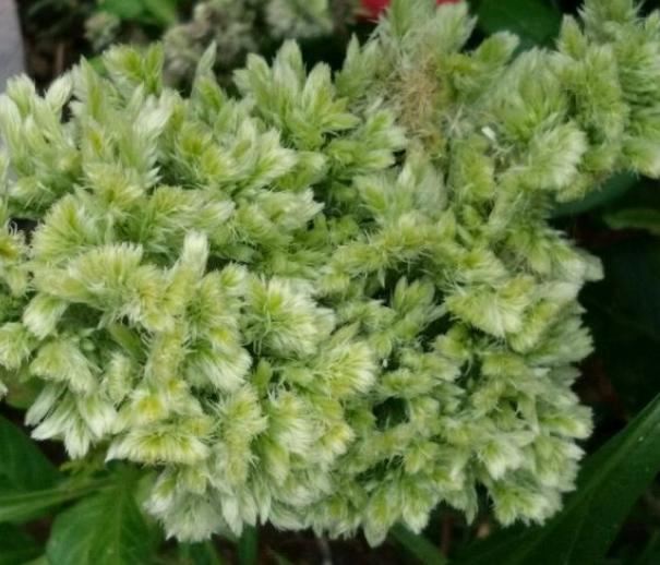 小时候经常玩的4种花，农村遍地都是，名字土开花却很美