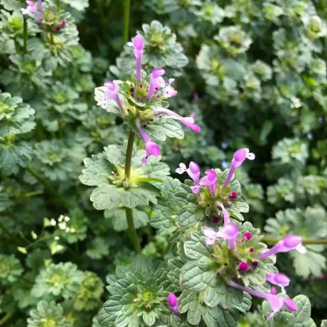 40种小野花，春天开得正美，挖几棵回家，不用买花了！