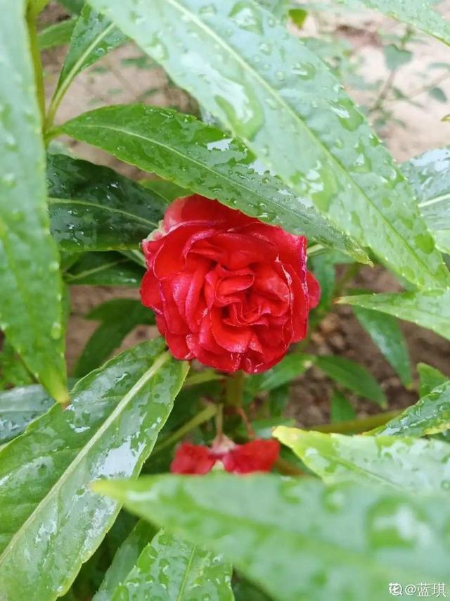 40种小野花，春天开得正美，挖几棵回家，不用买花了！