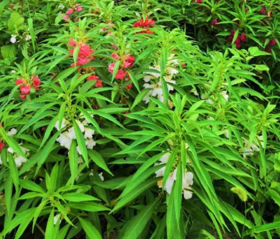 小时候经常玩的4种花，农村遍地都是，名字土开花却很美